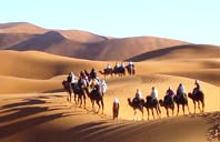Dromadaires dunes merzouga.jpg